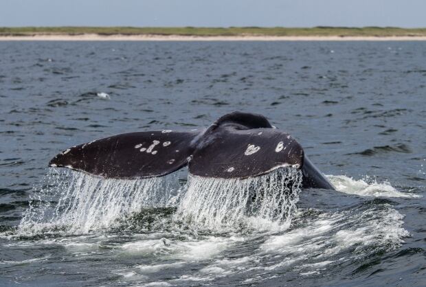 Western Gray Whale - Sakhalin Island, Russia