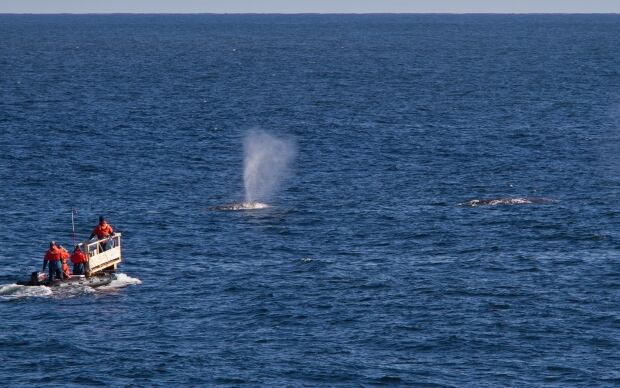 Gray whales