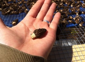 Morel Mushroom
