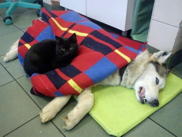Nurse cat 2