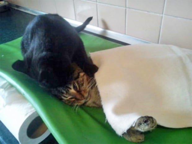 Nurse cat 3