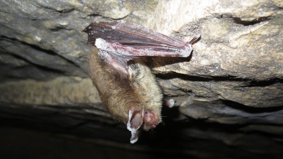 Bat infected with white fungus