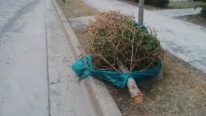 Someone was a little late cleaning up after Christmas.
