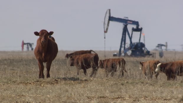 cows and pump jacks in southeast saskatchewan