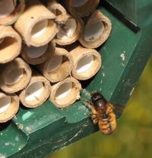 Solitary bee