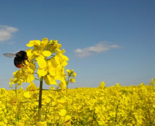 bees eating canola