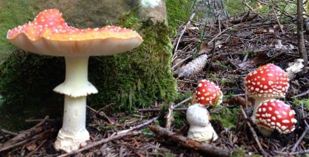 Amanita muscaria/Fly agaric