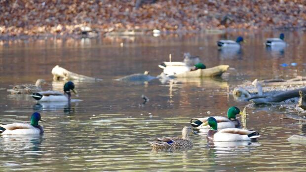 4 reasons why feeding bread to ducks is stupid 4 reasons why feeding bread to ducks is stupid