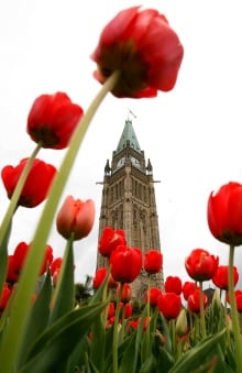 TULIP FEST 20090501