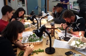 Spruce budworm lab