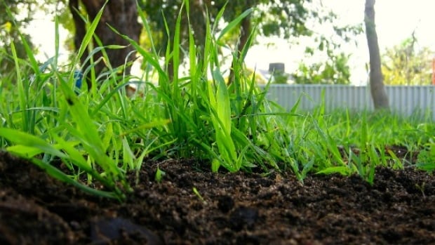 compost
