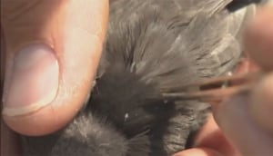 Feather sample
