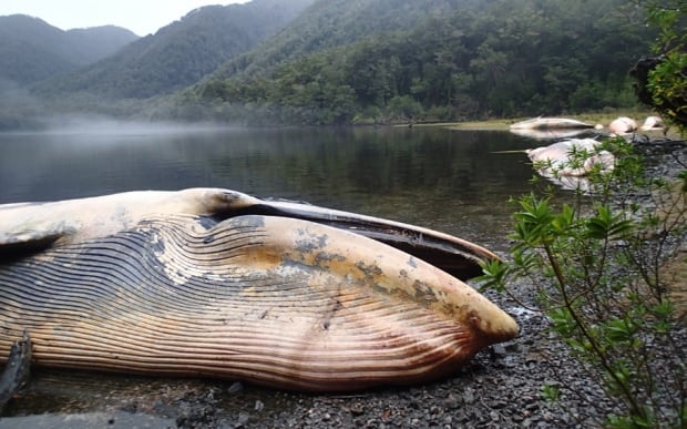 Chile Beached Whales