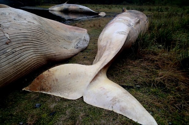 Chile Beached Whales