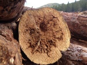 Rotten wood
