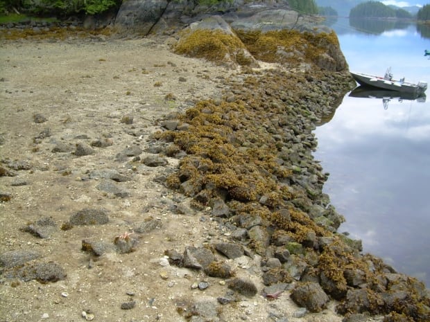 Clam Gardens 20150503