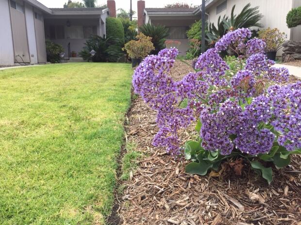 Old lawn new lawn