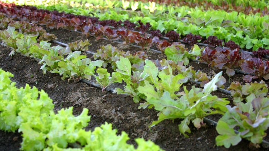 Andrea Bellamy Offers Gardening Tips For Small Spaces Cbc News