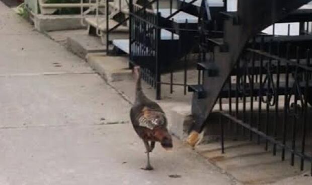 Turkey in Villeray