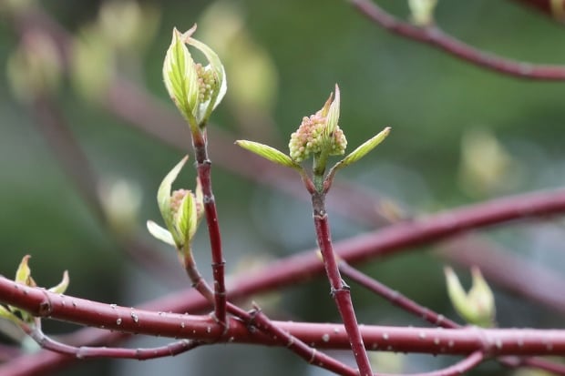 Dogwood Tree Spring 2015