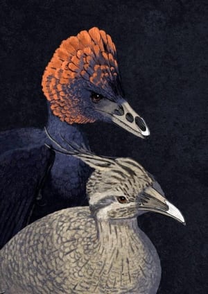 Anchiornis tinamou