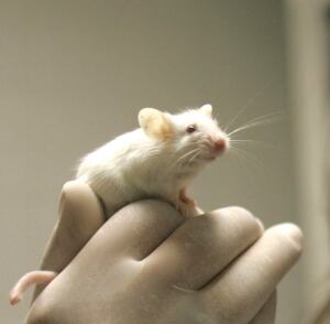 Rat