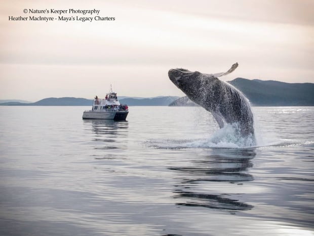 Humpback photo