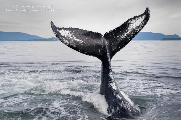 Humpback whale encounter