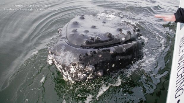 Humpback
