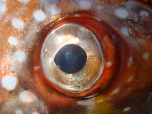 Opah eye