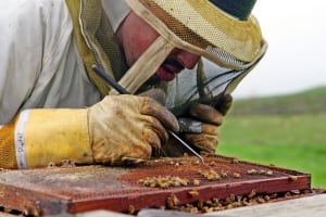 Dying Bees Insecticides