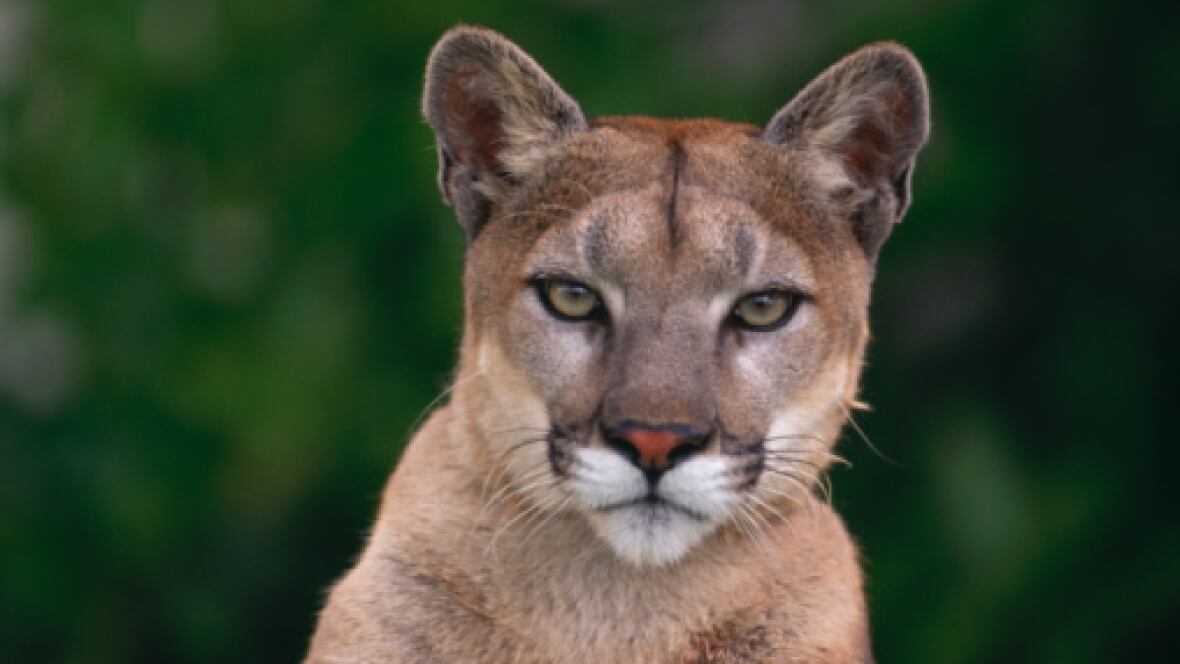 cougar beauvais cougar beauvais
