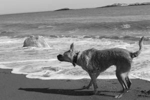 hi-kate-wet-dog