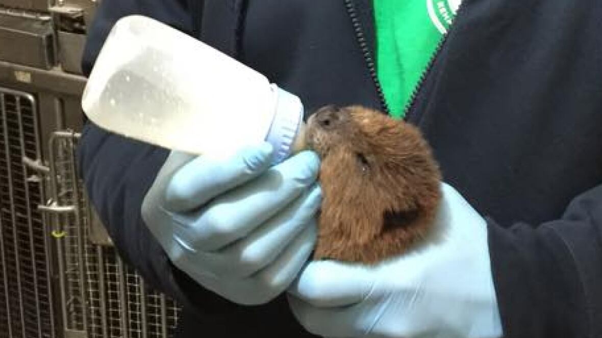 baby beavers rescued by manitoba wildlife rehabilitation baby beavers rescued by manitoba wildlife rehabilitation