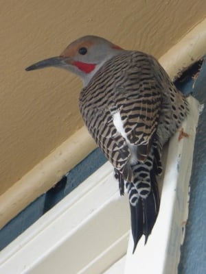 Northern flicker woodpecker