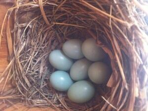 Western bluebird