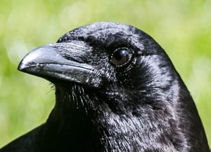Crow face