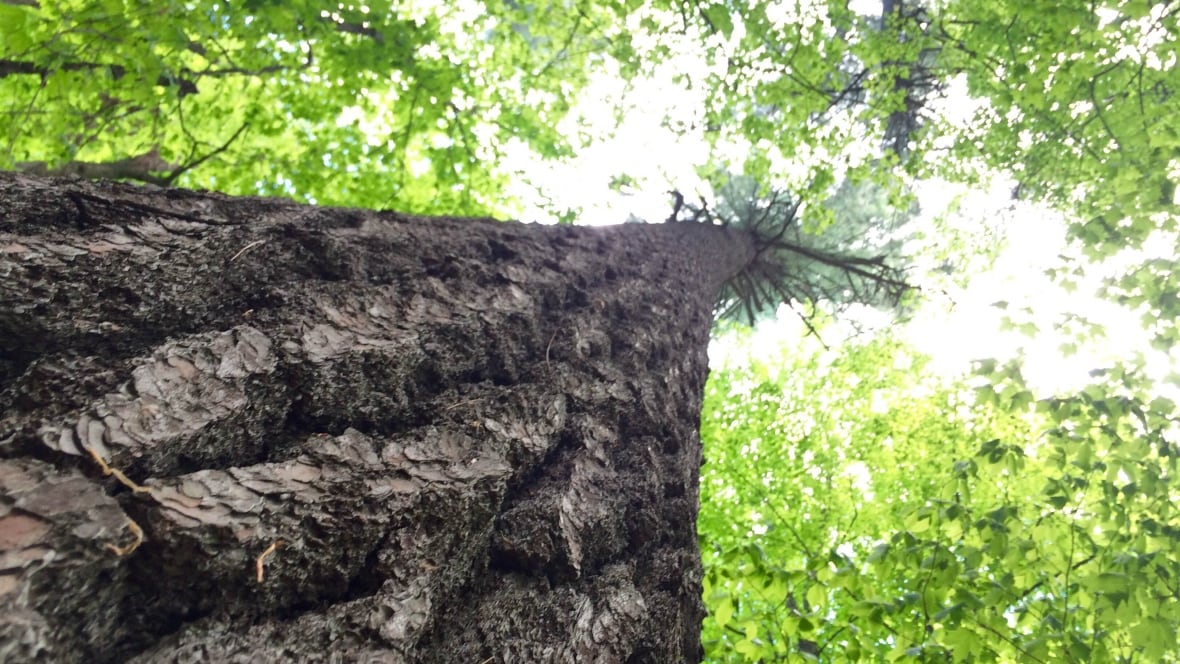 Ontario's tallest tree is rooted in the Ottawa Valley Ottawa CBC News
