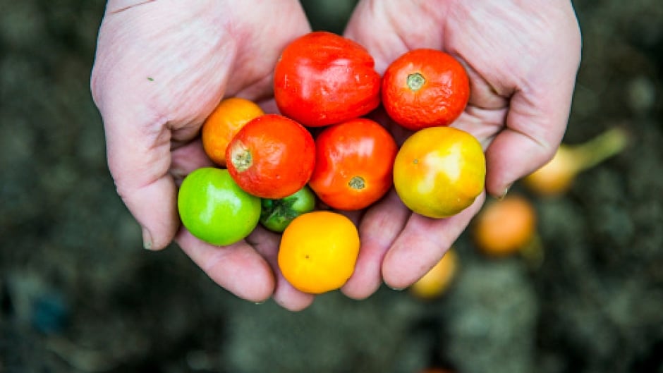 Balcony Gardening Made Easy 9 Things You Can Plant Right Now