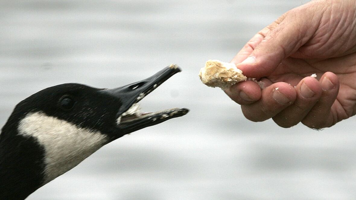 4 reasons why feeding bread to ducks is stupid 4 reasons why feeding bread to ducks is stupid