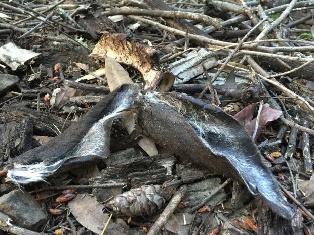 Deer ears