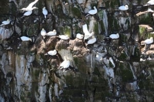 Travel Log Seabird NL Reserve 20150525