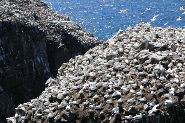 Cape St. Mary's seabird reserve 20150525