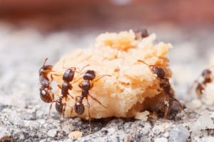 Ants-Junk Food