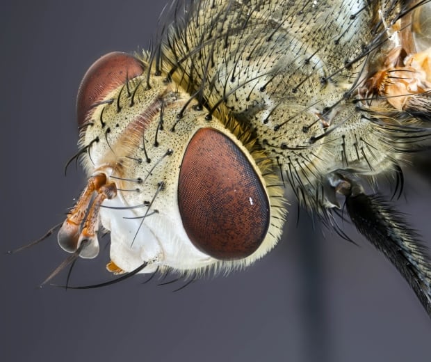 tachinid fly - UofM bugs