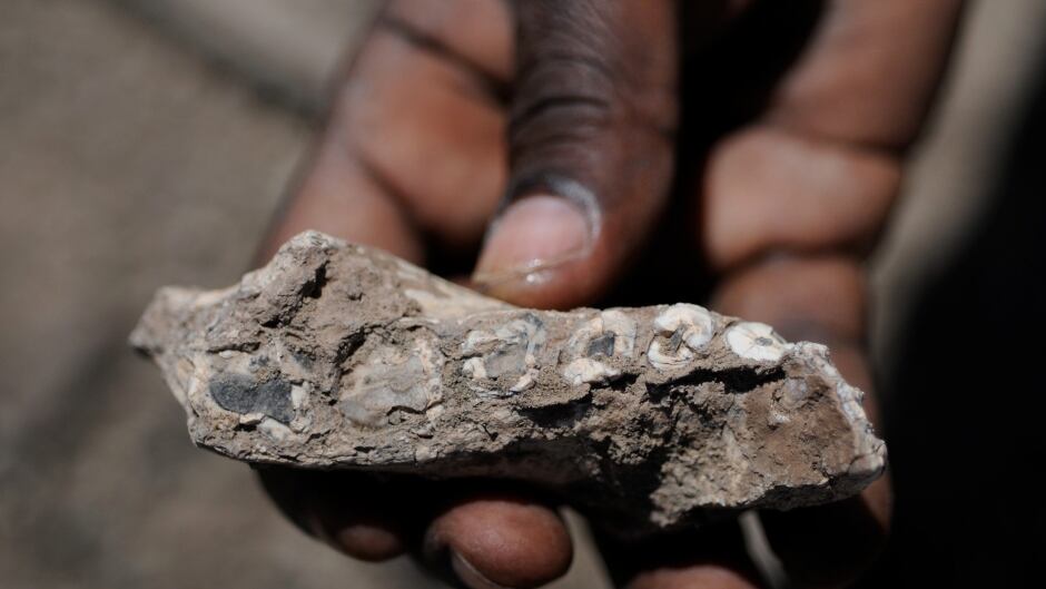 Jaw fragments and teeth of "Australopithecus deyiremeda", found in the Afar region of Ethiopia.