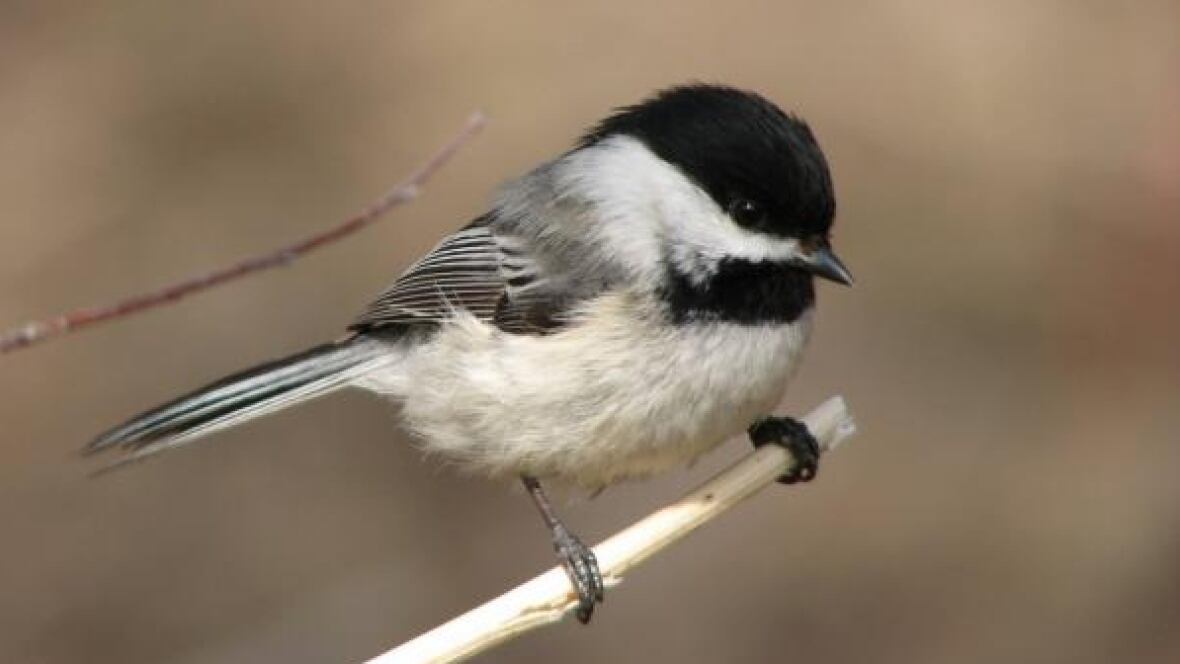 new brunswick s official bird could be named canada s new brunswick s official bird could be named canada s