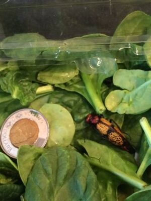 blister beetle 2