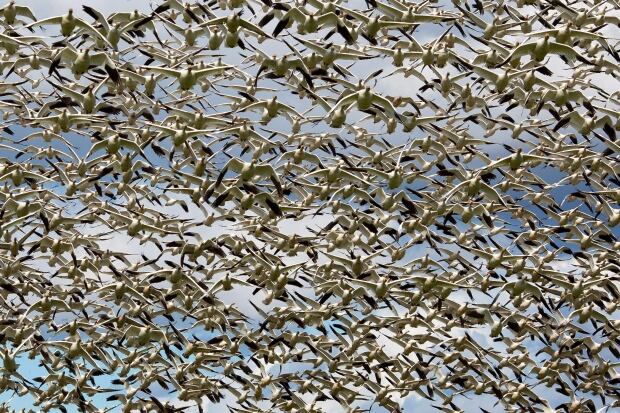 Snow Geese stable