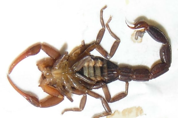 Scorpion